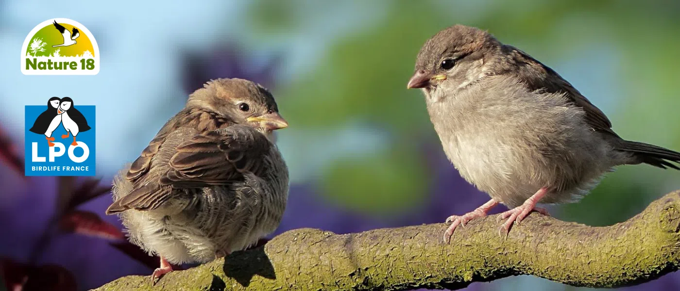 Appel à participation : Comptage National des Oiseaux des Jardins 2025
