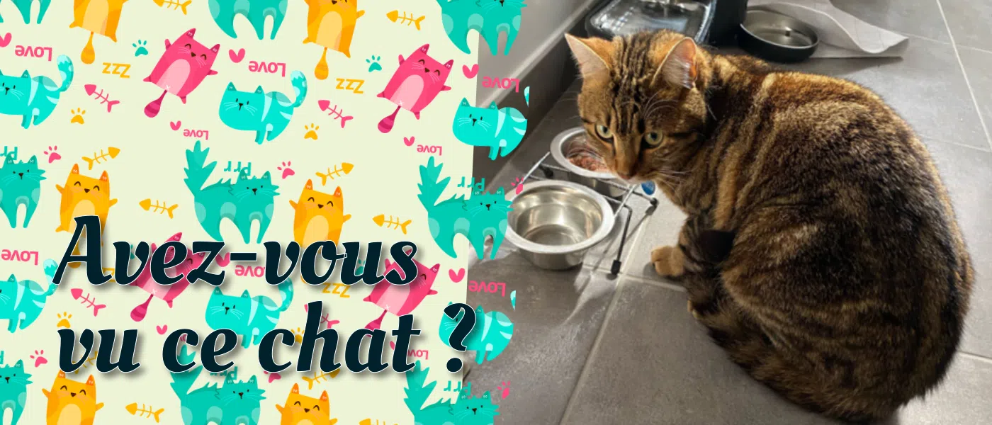 Avez-vous vu ce Chat ?