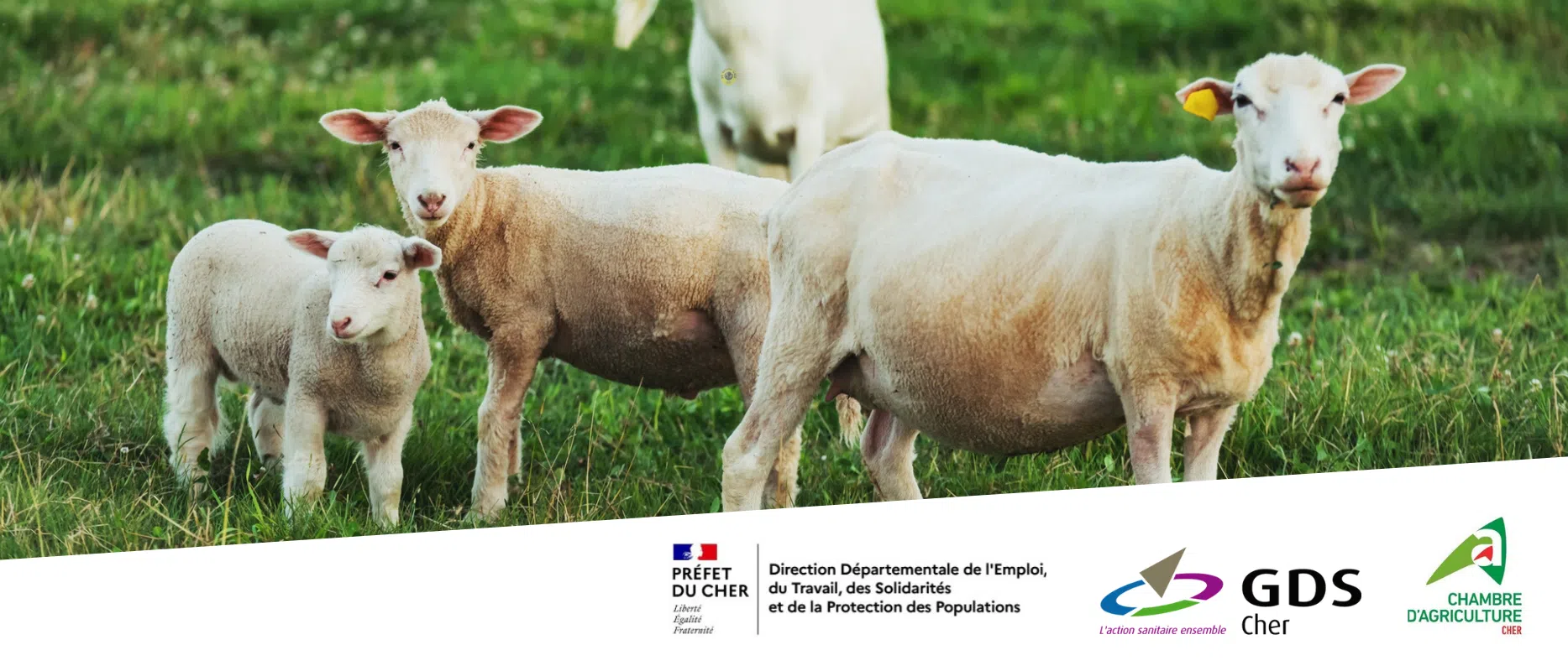 Information sur la détention de petits ruminants