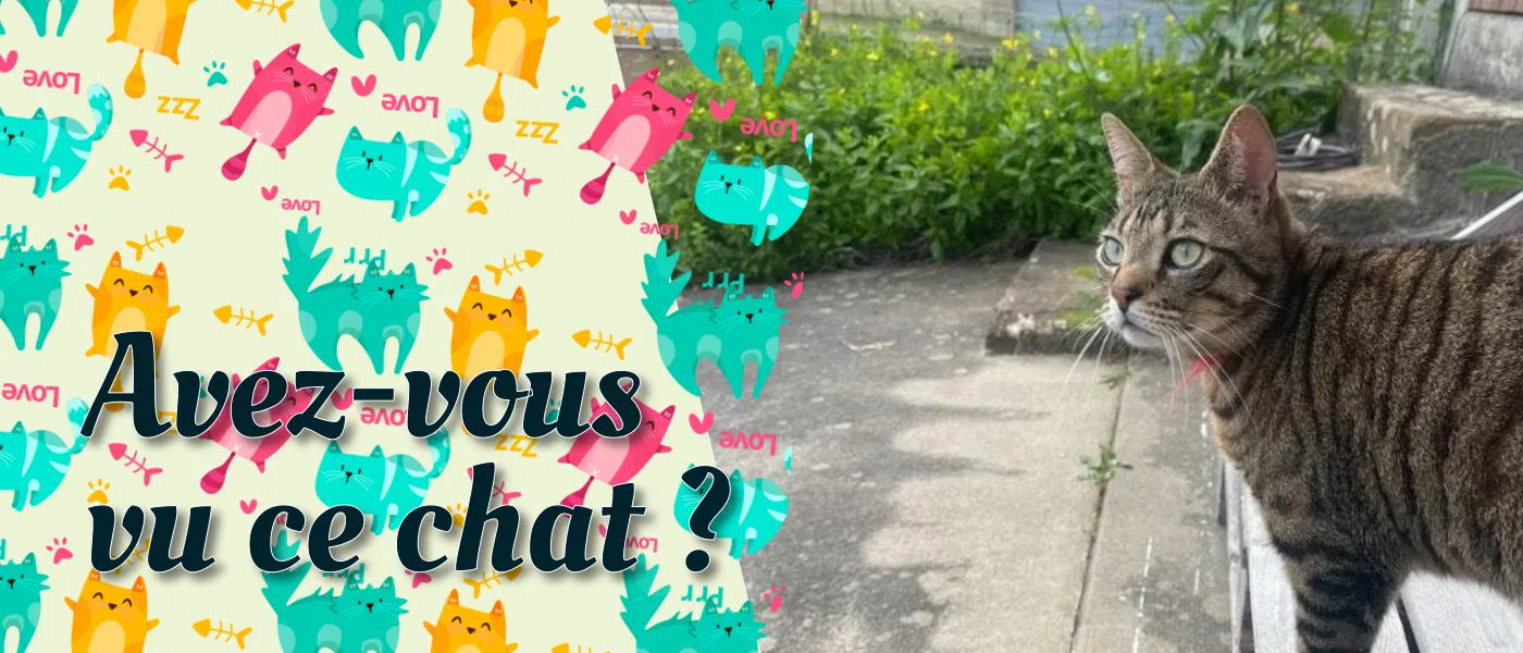Avez-vous vu ce Chat ?