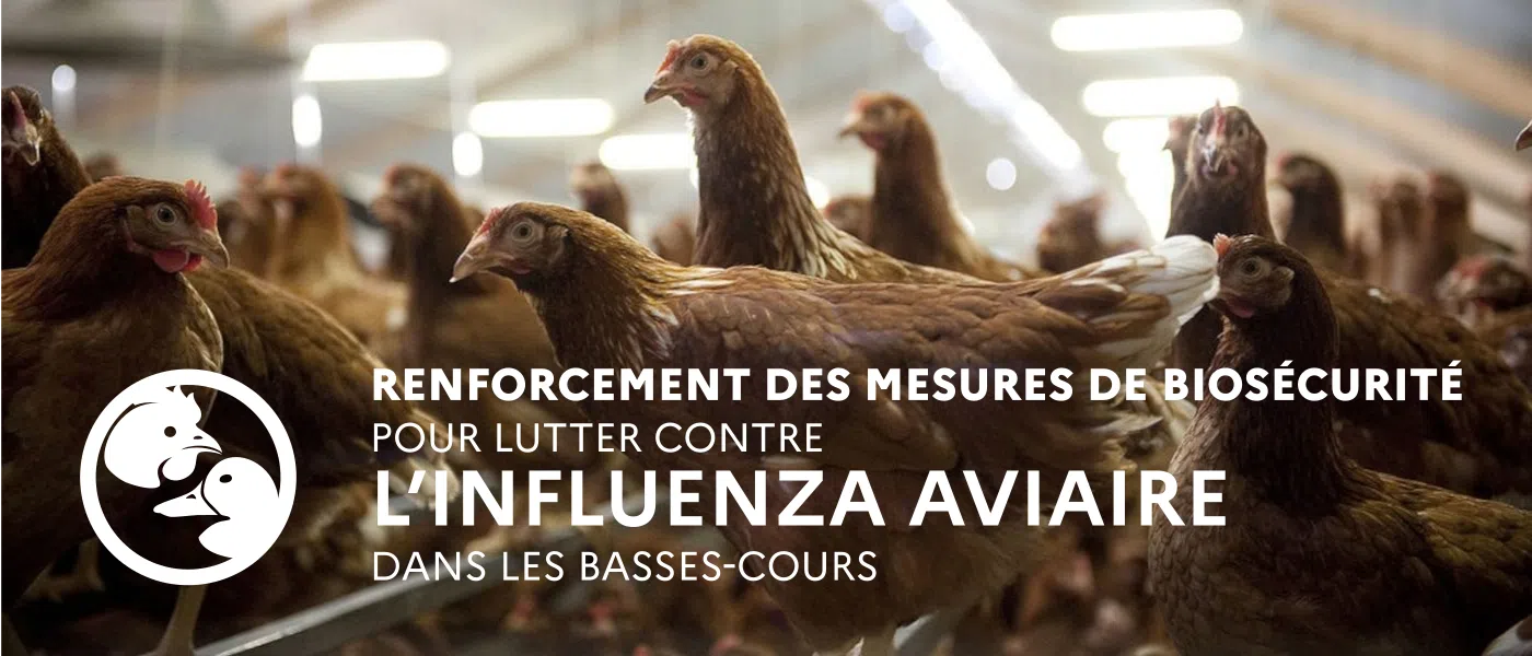 Augmentation des cas d'influenza aviaire