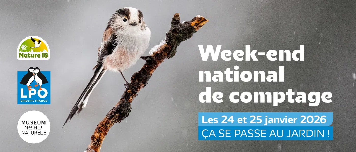 Appel à participation : comptage national des oiseaux des jardins 2026